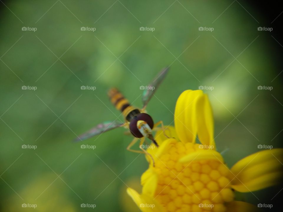 Picture taken with my smartphone and macro lens.