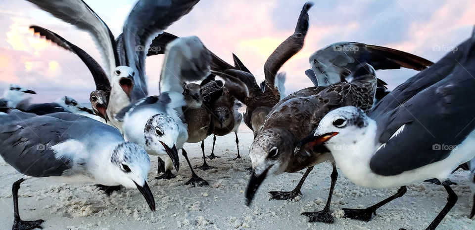 seagulls feeding on the beach