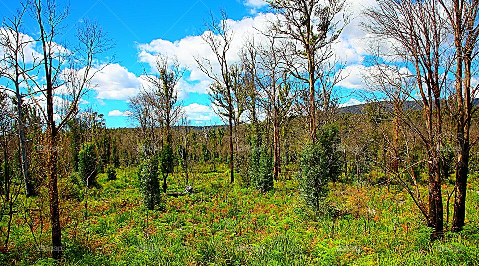 PAISAGEM CÉU NILSEN