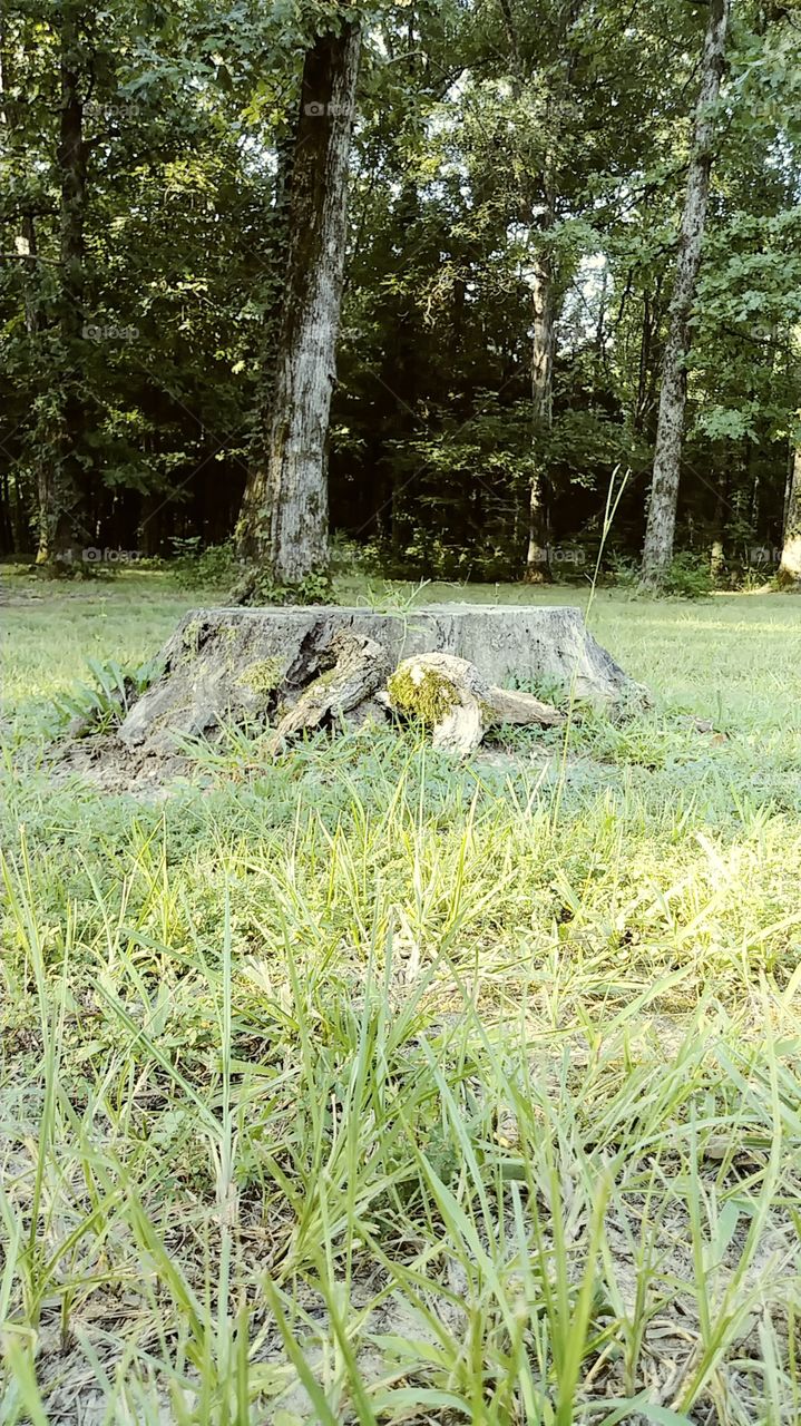 Natchez Trace old tree stump