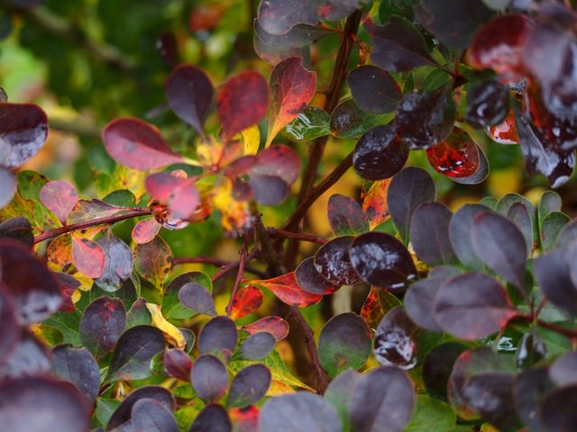 Autumn colors