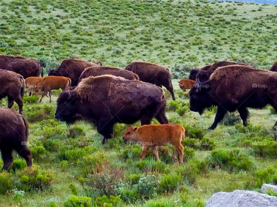 Nature survives as these cute baby buffalo and their herd show