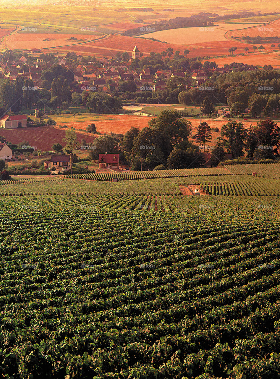 Scenic view of agricultural field