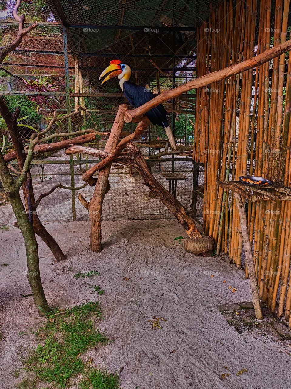 Wrinkled Hornbill (Aceros Corrugatus) It is a large bird with black feathers and the neck is bright yellow is indigenous to South East Asia, and lives in swamp
areas and rainforests.