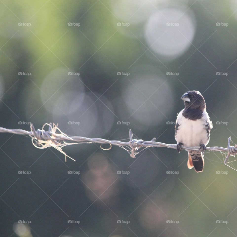 Black-And-White Manniki