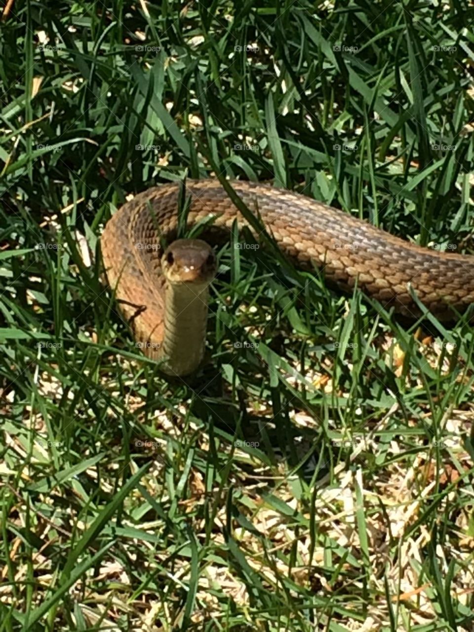 Snake in the grass
