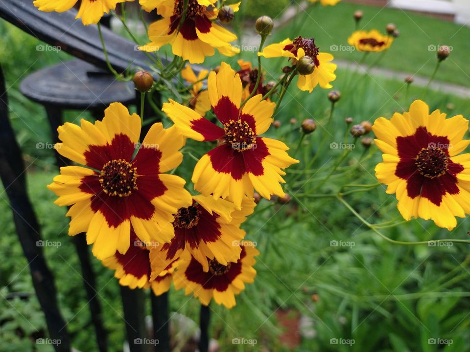 Coreopsis