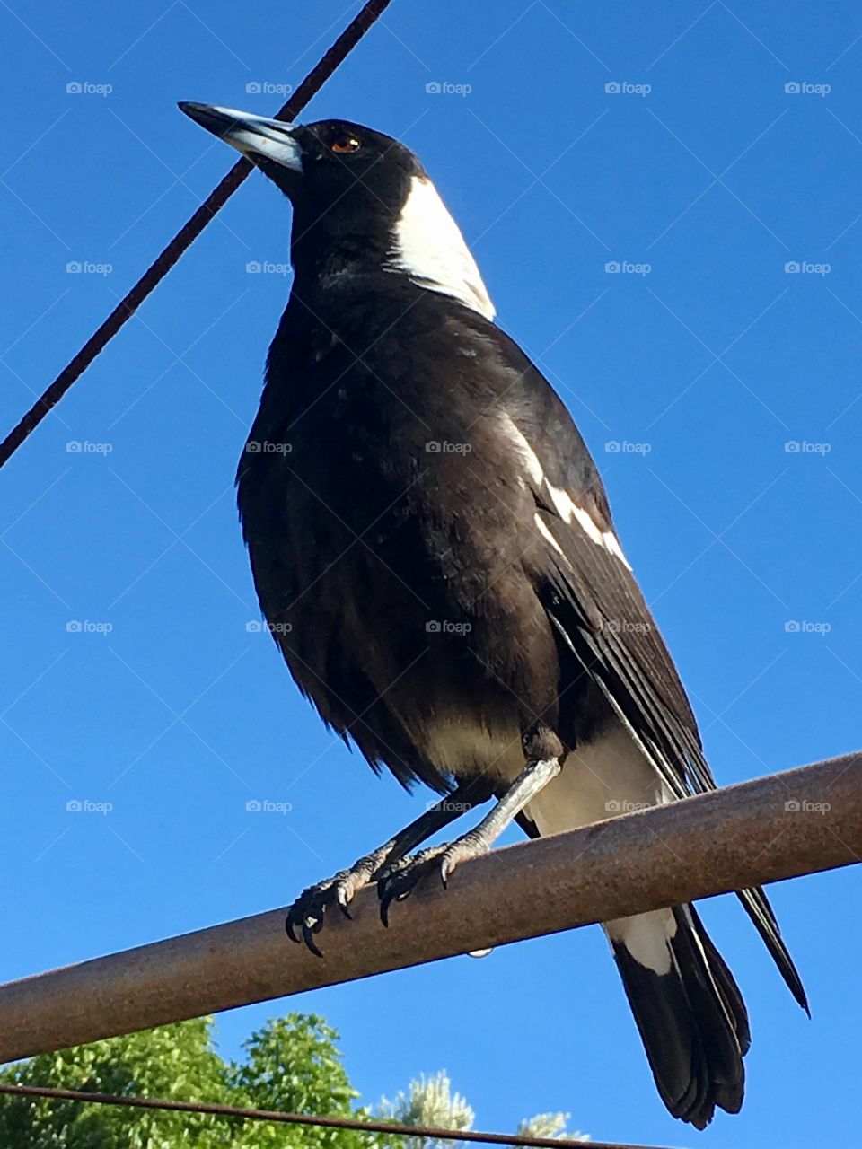 Closeup view magpie bird on a rusted wire against a clear blue sky
