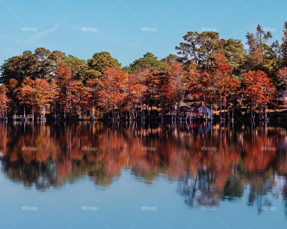 Trees showing off Fall color season in November in North Carolina 