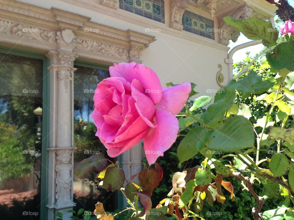 flowers garden plants nature by itsAus