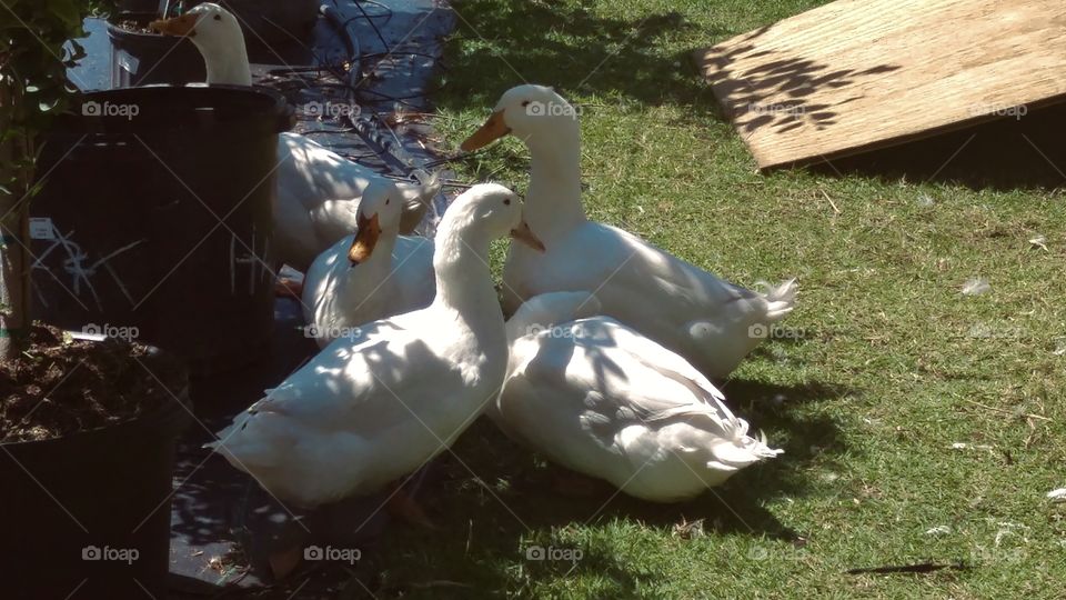Group of five white ducks huddled together in the shadows of potted plants in a garden. 