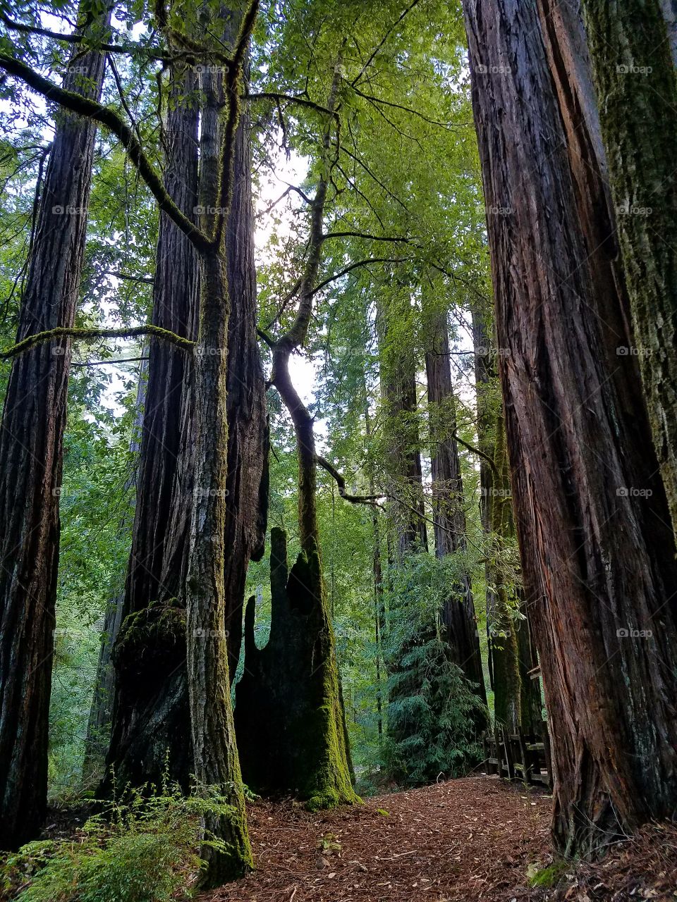 Giant Big Basin tree's