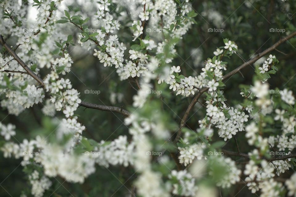 Cherry blossoms