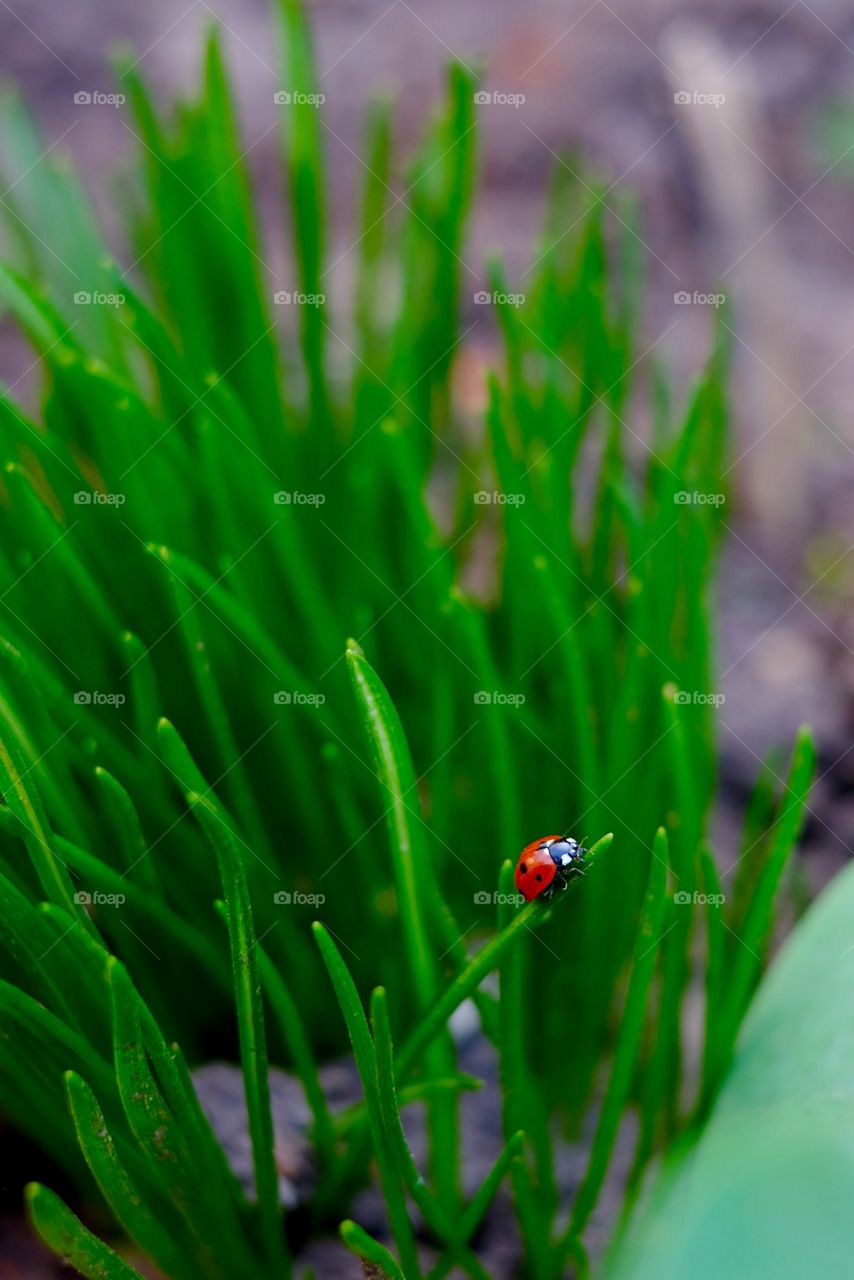 ladybug 