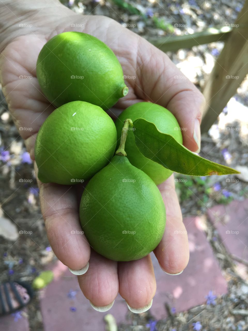 Key limes