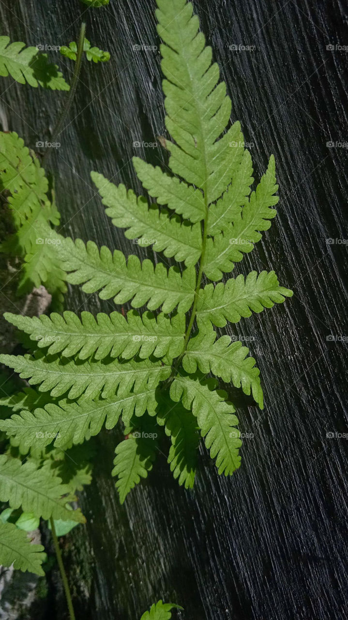 Fern leaf with texture background 