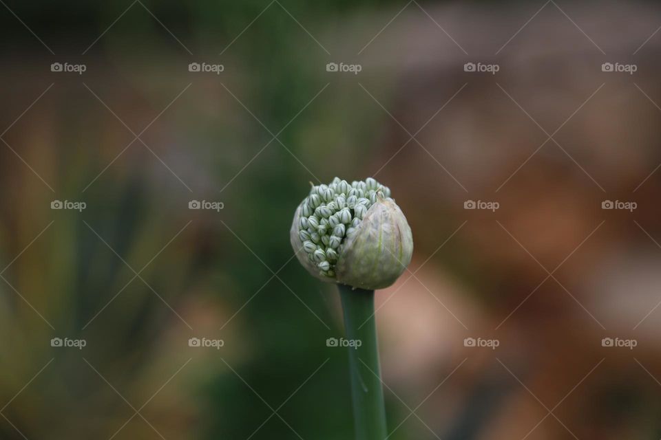 Portrait of a allium flower 