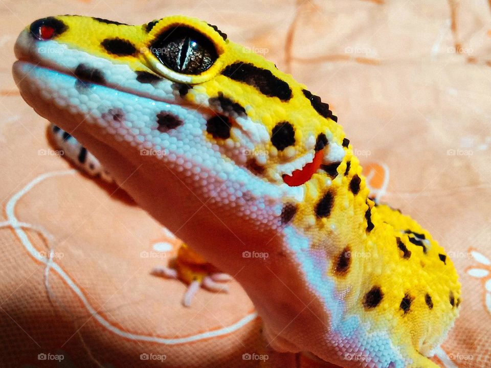 Leopard Gecko