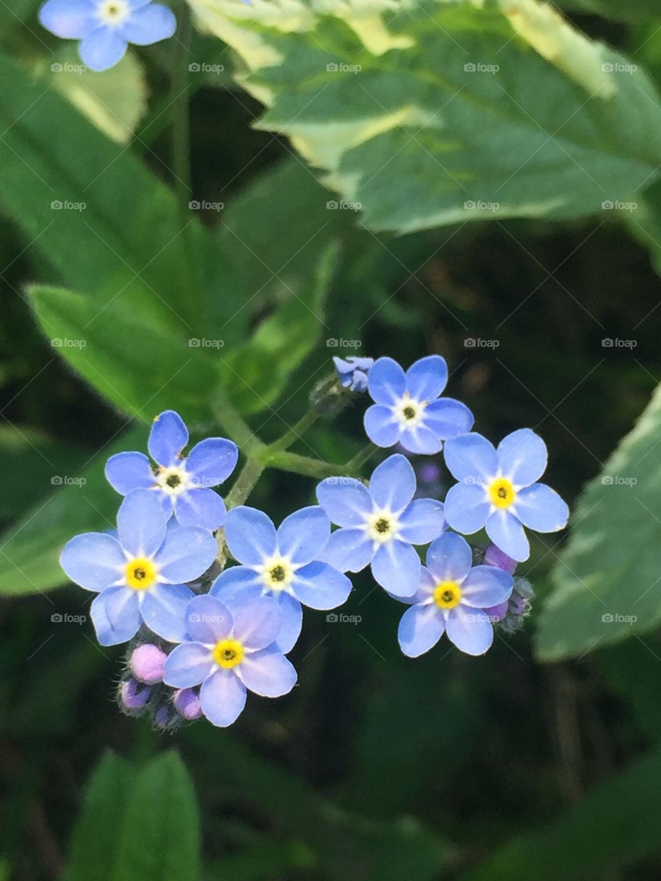Sweet small blue flowers 