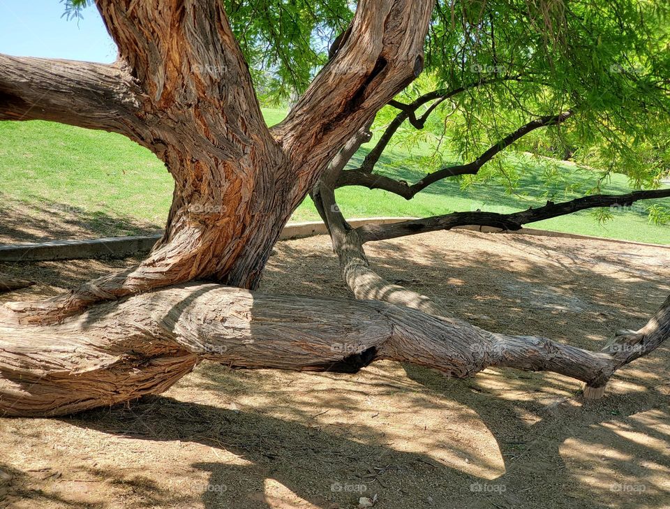 There Was a Crooked Tree