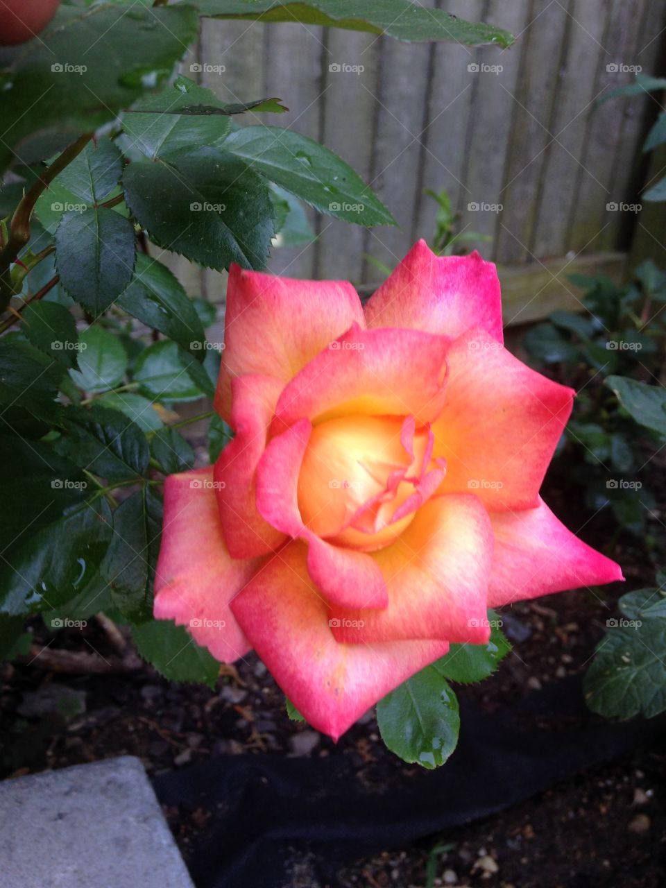"Dick Clark" Rose bush. My beautiful rose bush that blooms several times a year!