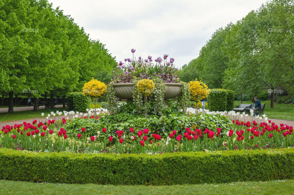 Stunning display of variety of tulips in Regent's Park. London. UK.