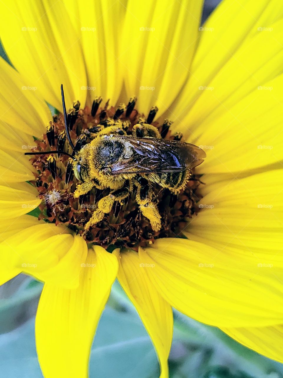 Bumblebee covered in pollen,  pollinating a yellow common sunflower