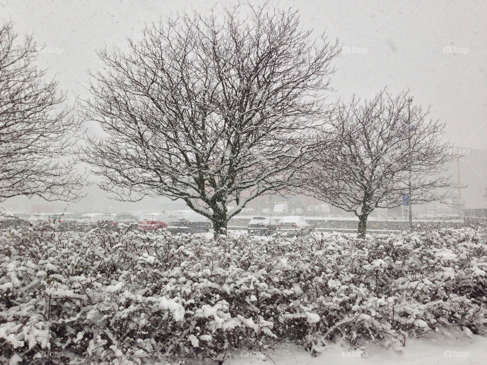 snow winter tree storm by rui.dellavanzi