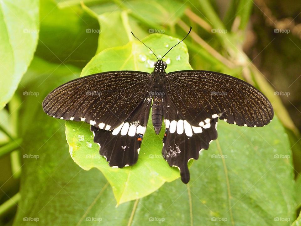 Black butterfly