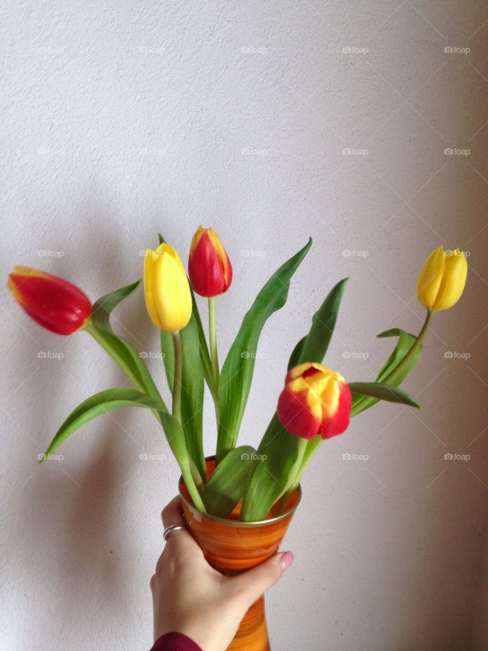 Woman's hand holding tulip flowers in vase