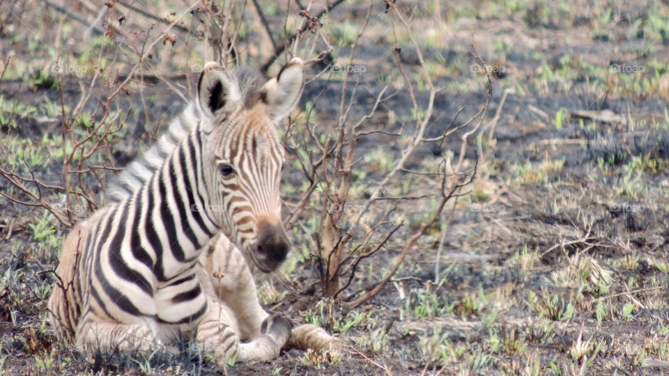 Baby zebra