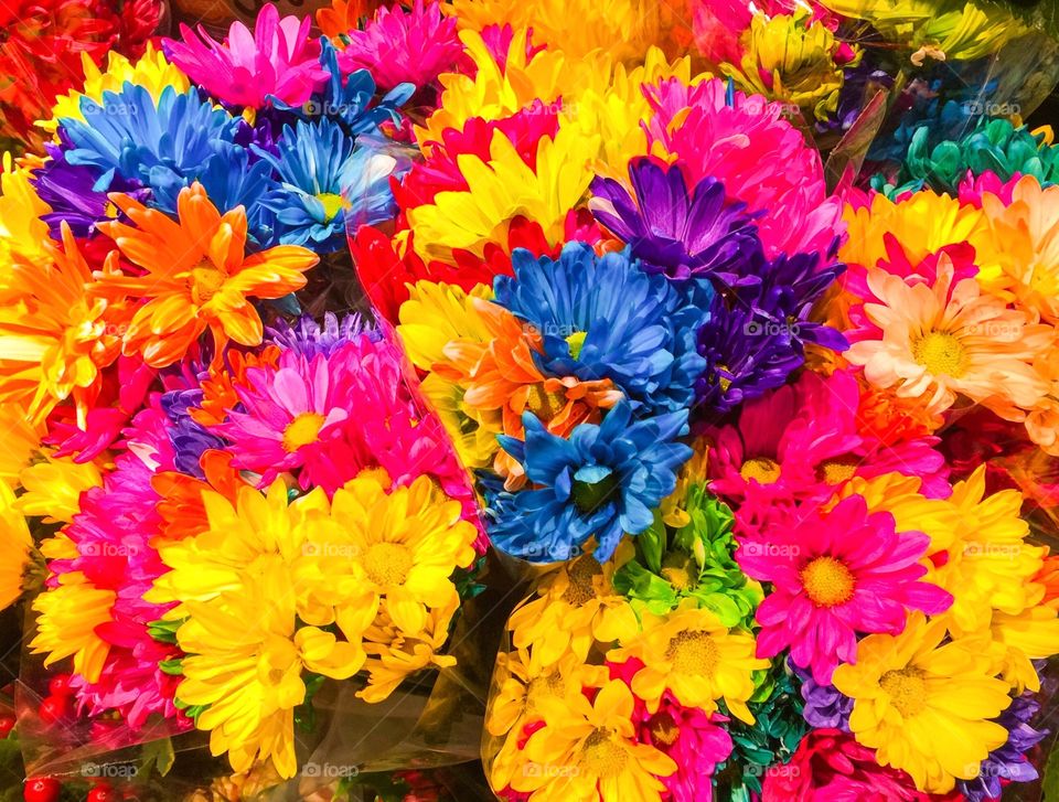 Colorful flowers!