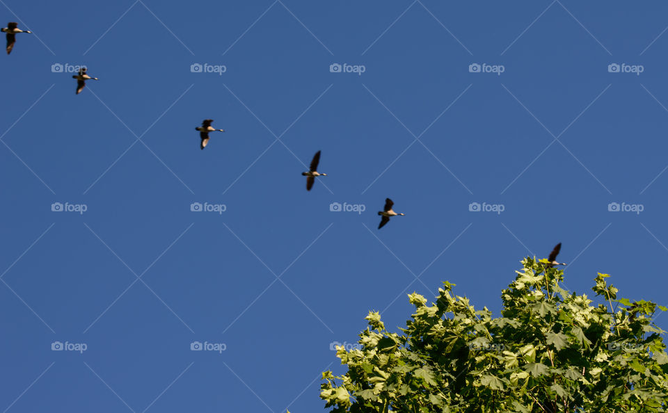 Canada goose / Canadian Geese flying north in symmetry across the sky in background of green maple tree symbolic travel seasonal photography 