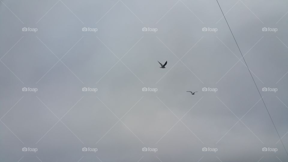 Birds in the grey sky