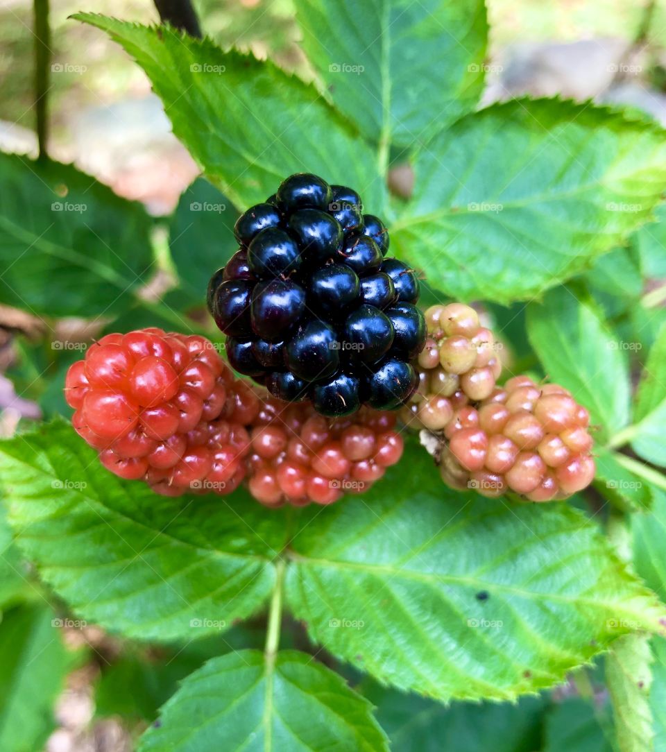 Blackberries ripe and ripening