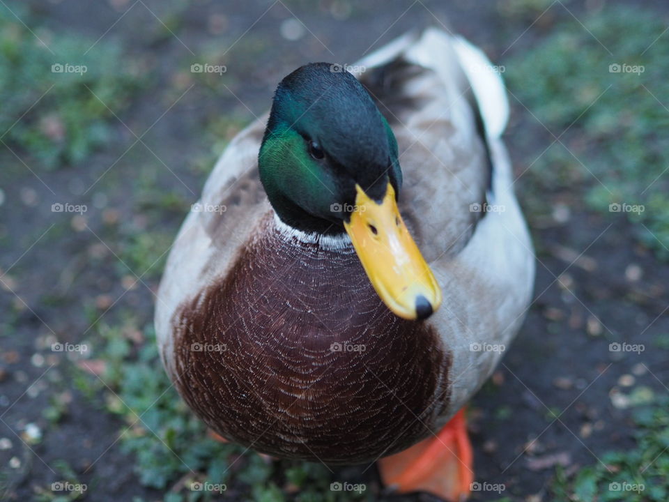 This mallard was disappointed that I didn't provide him with a snack!
