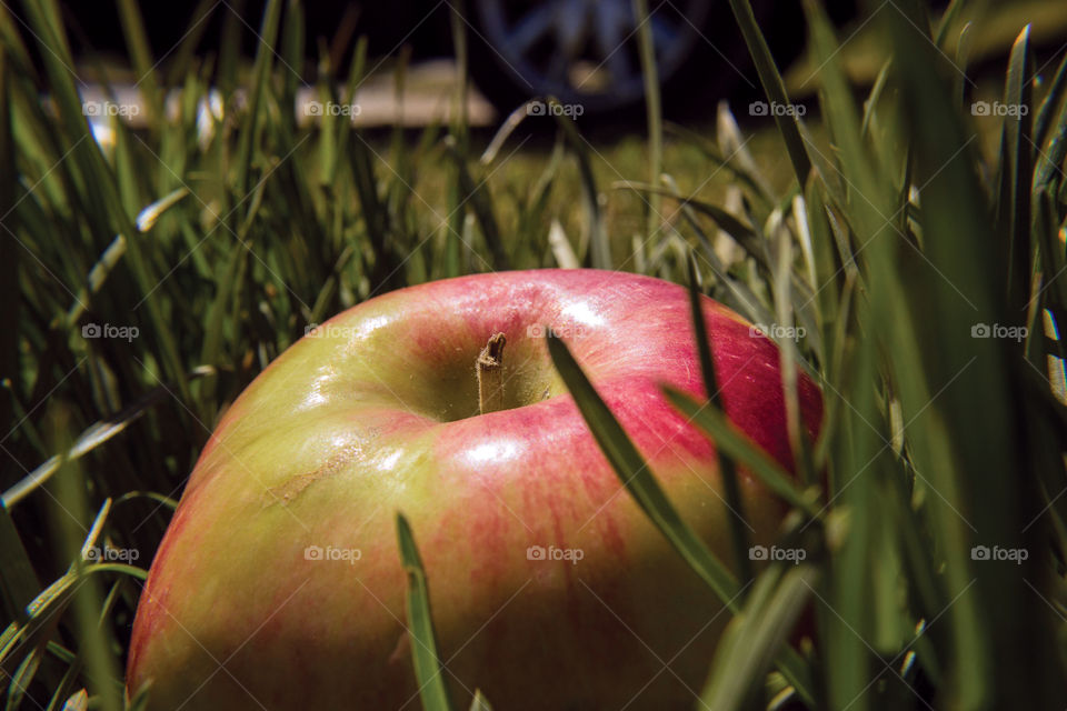 Apple in the grass