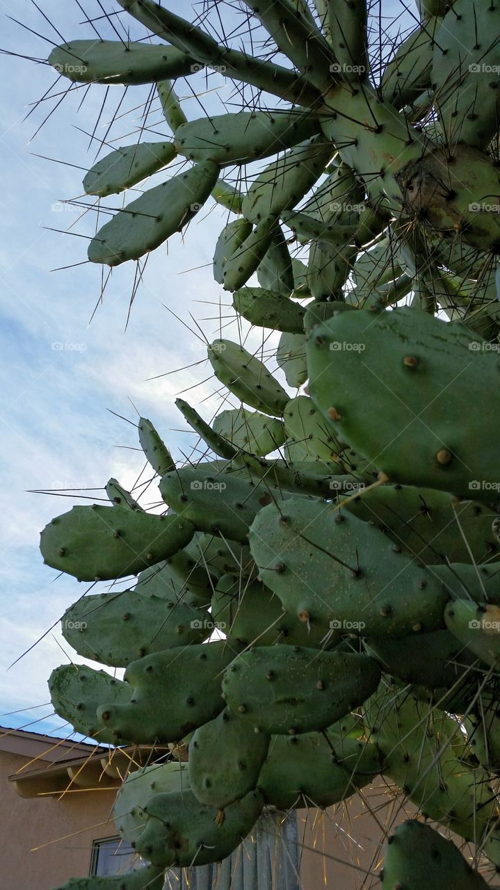 Cactus Spines. Sharp spines!