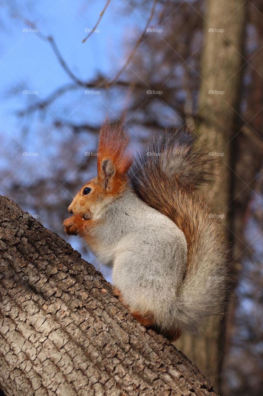 Squirrel on tree 