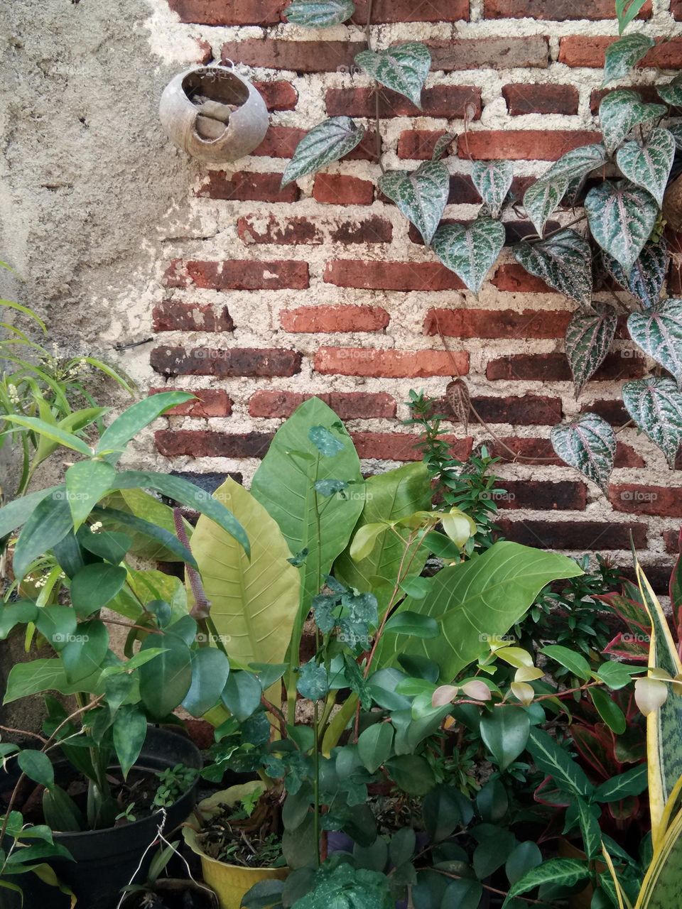 some of tropical plants against brick wall