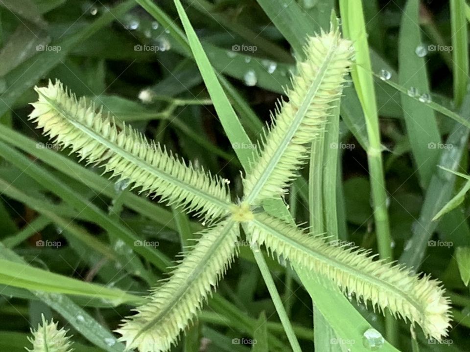 Portrait of a plant.