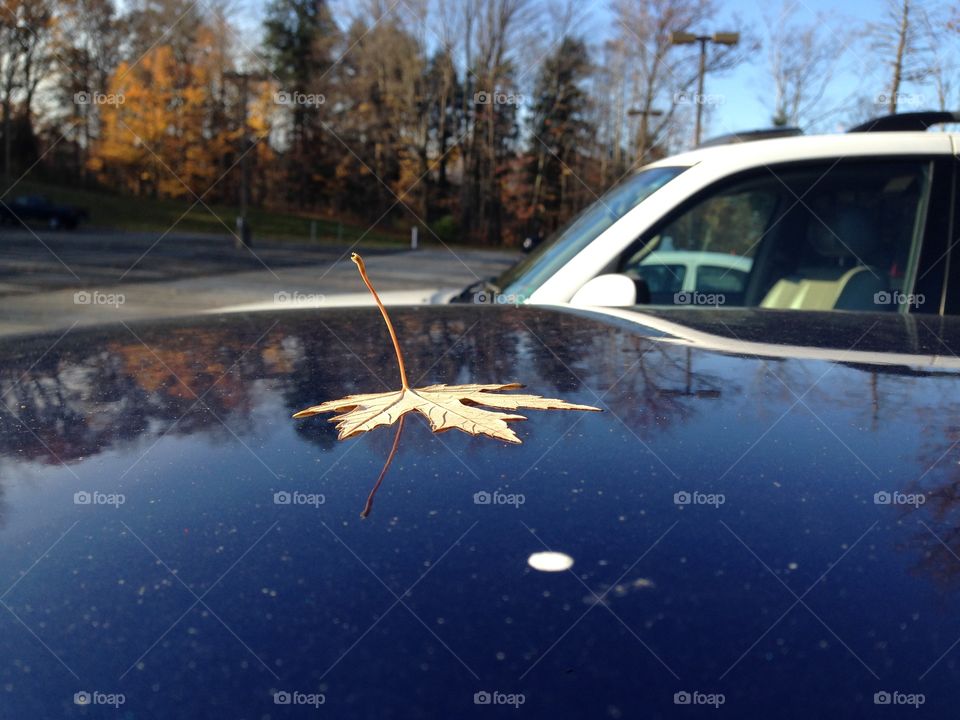 Reflection. A leaf sitting on a car with a reflection of trees in the background.