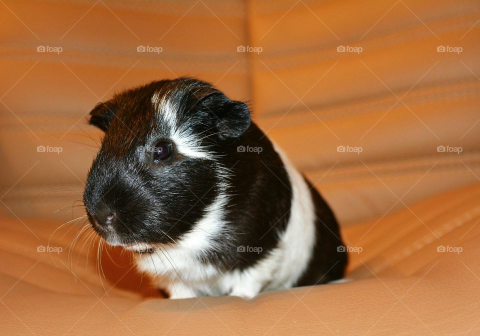 Guinea pig sitting on sofa