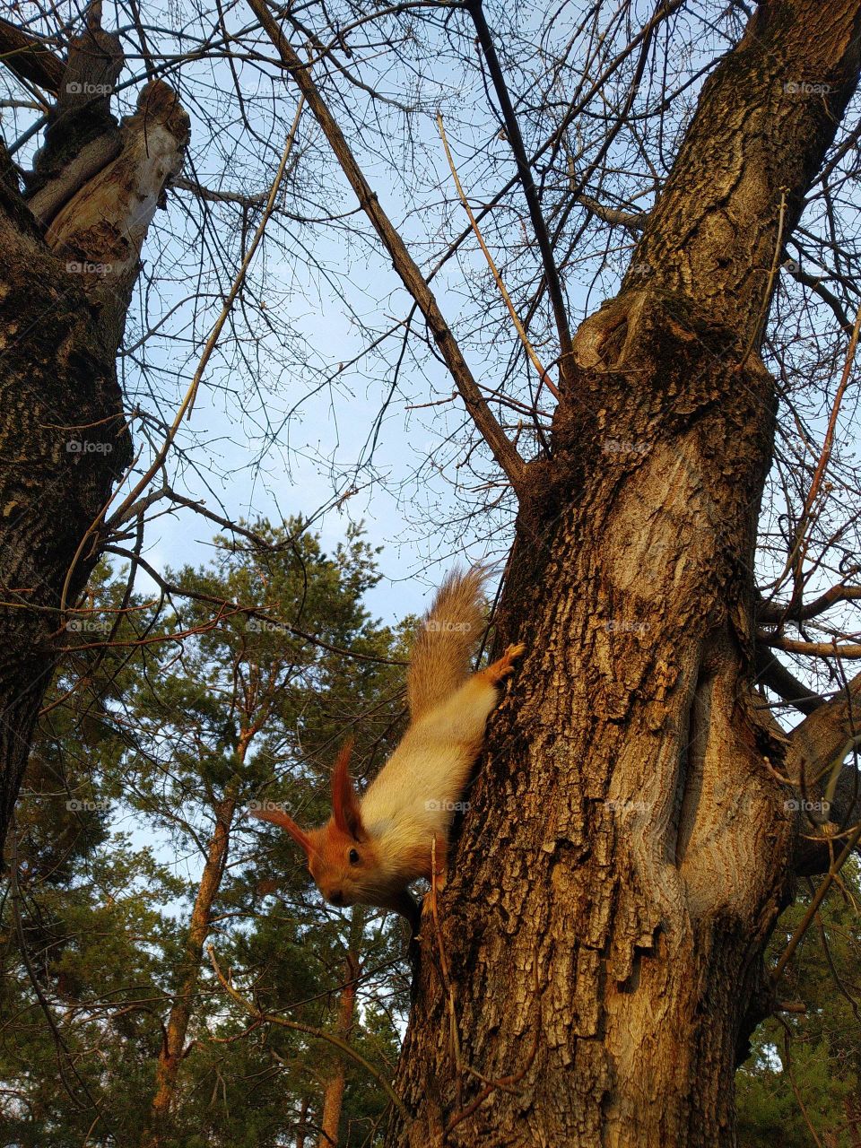 Squirrel