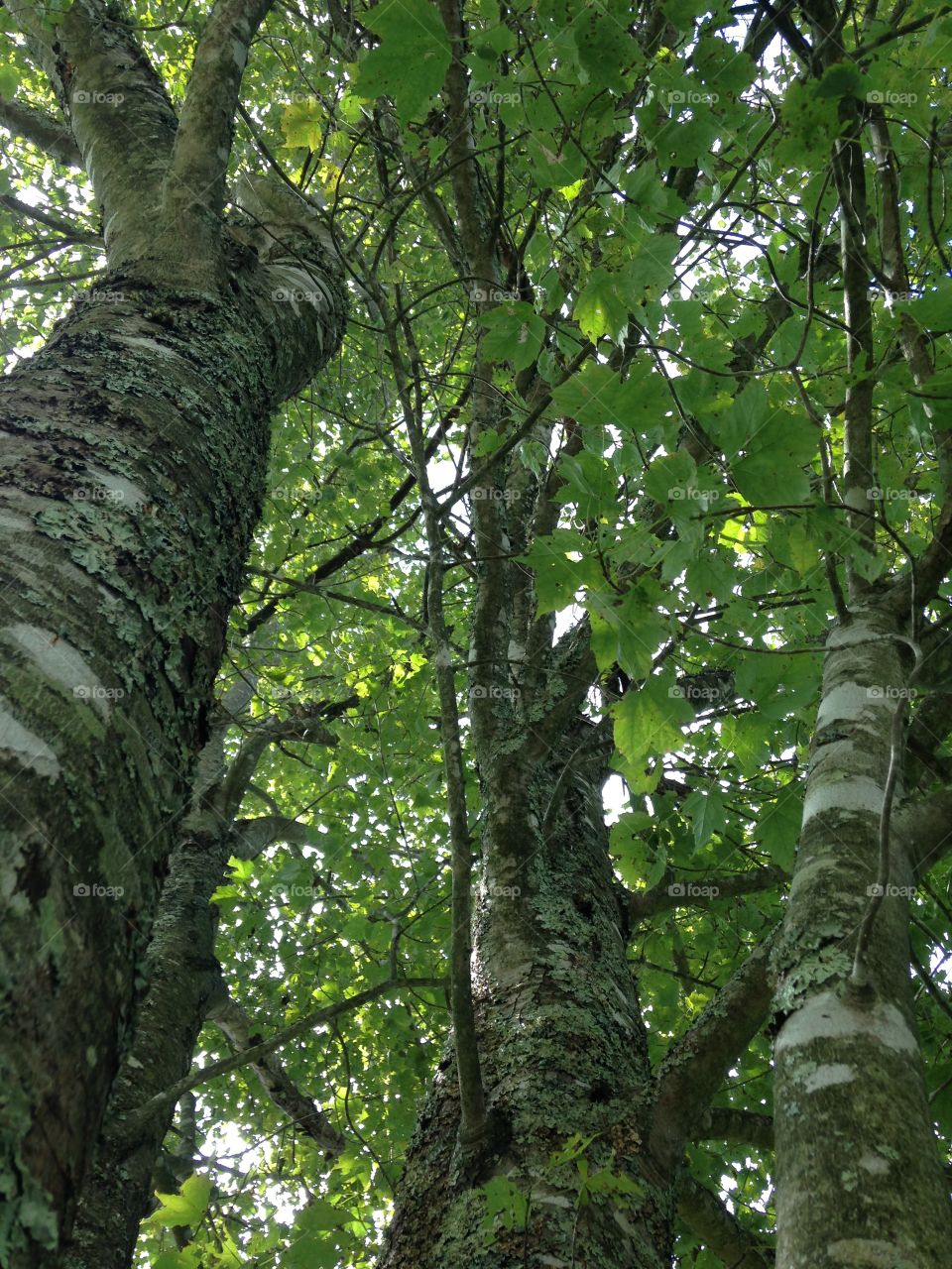 To Climb or not to Climb!