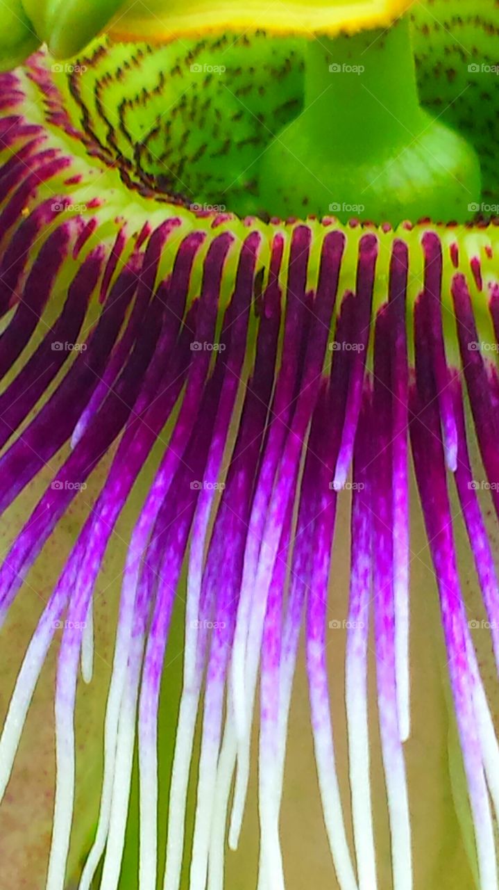 "Pink & Purple Passion Flower ". Closeup of a pink & purple passion flower. 