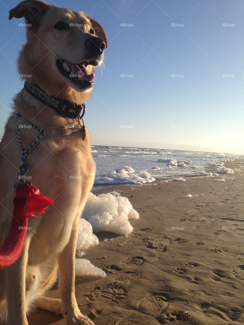 Yellow Labrador / German Shepard mix rescued from local shelter to his forever home. 