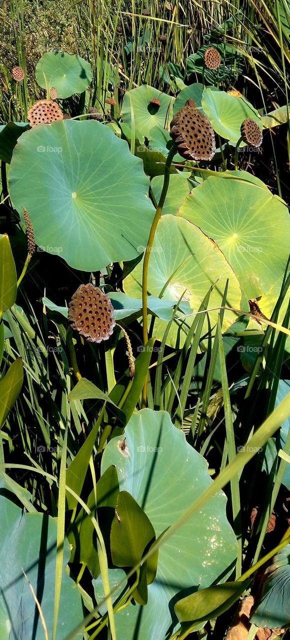 Nelumbo nucifera Gaertn.