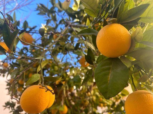 Orange