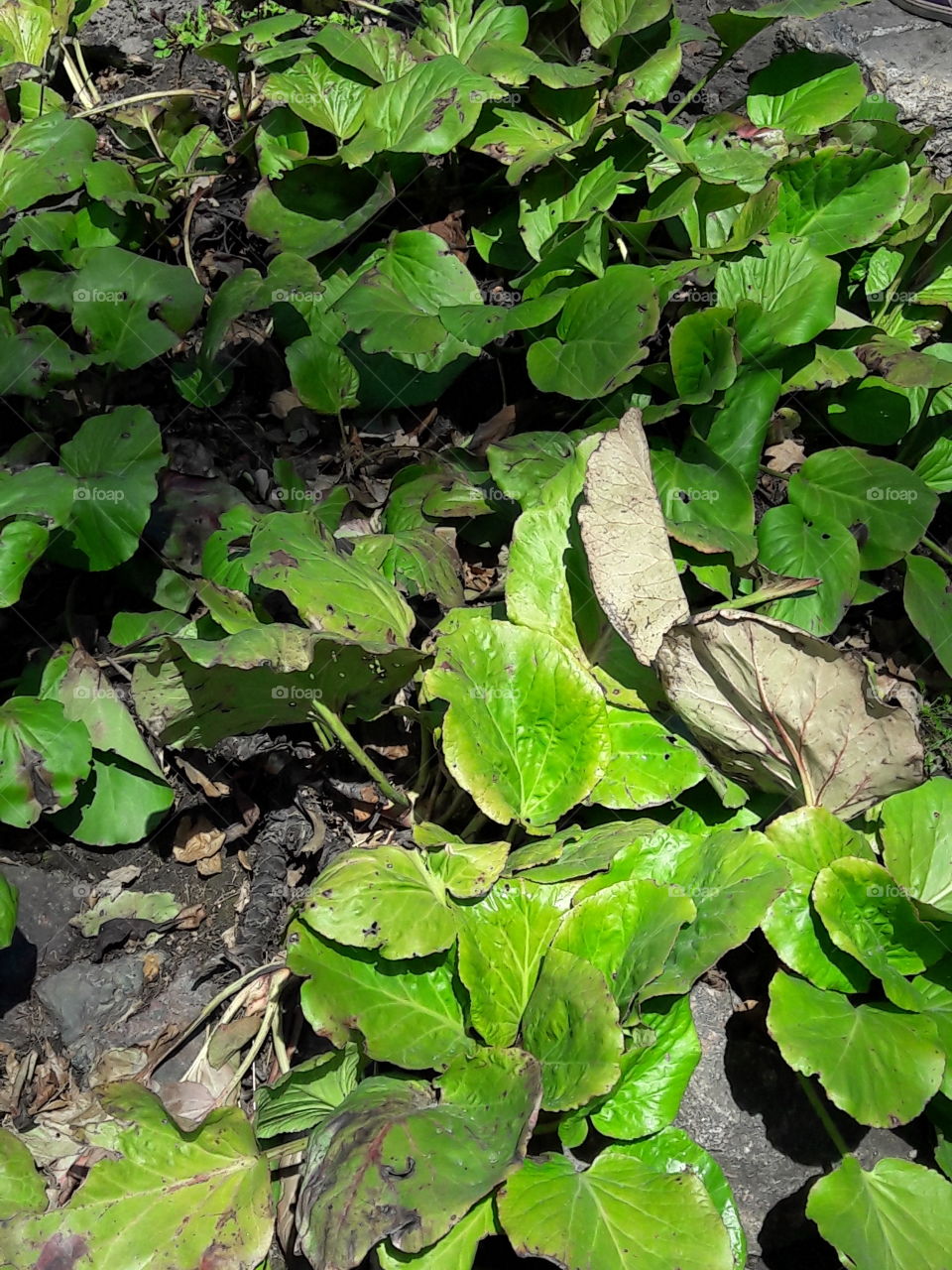 park spring time sun sunny colors colorful nature wild plants flowers amazing stunning cool nice weather hot lovely sky forest grass view splendid
